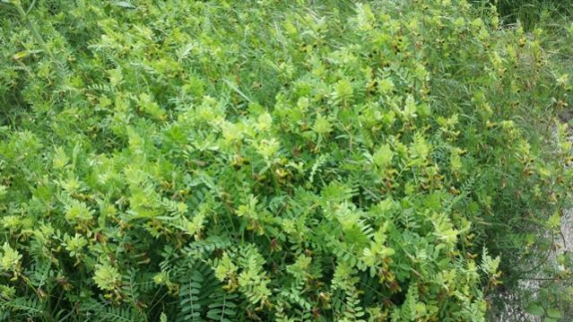 Vicia melanops (2)