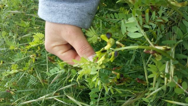 Vicia melanops 2