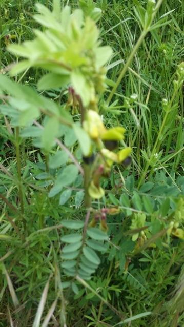 Vicia melanops