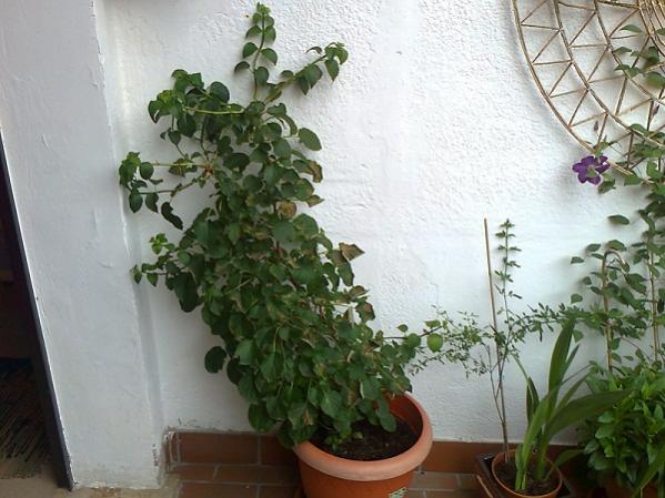 vicinanza con altre piante