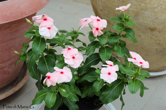 vinca del madagascar - sopravvissuta all'inverno.