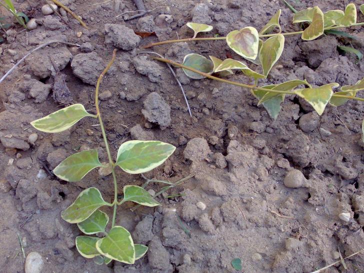 Vinca major variegata