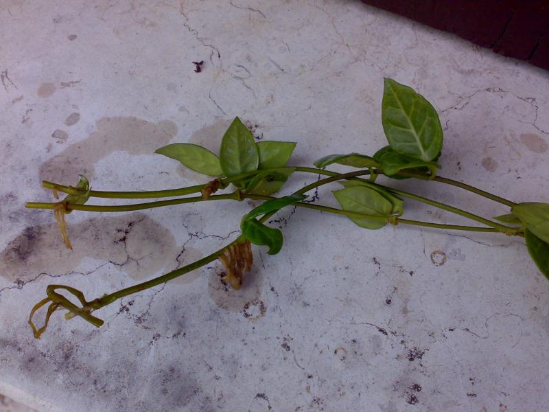 vinca minor