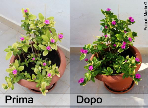 Vinca pendente ammalata di ferrosi ferrica e guarita con un chiodo arrugginito nel terreno. :)