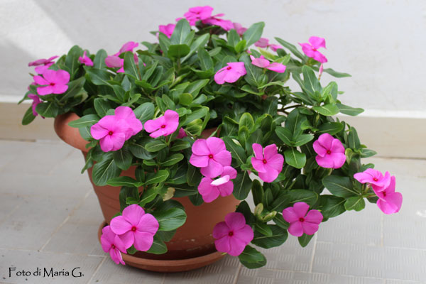 vinca pendente