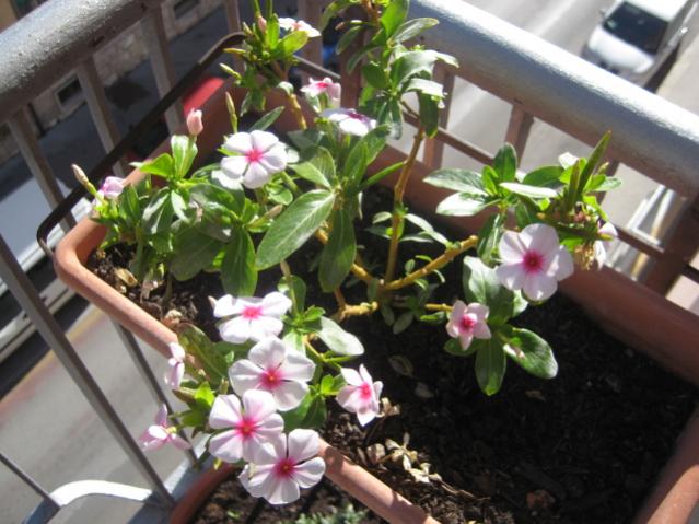 Vinca rosea varietà LittleBright Eye