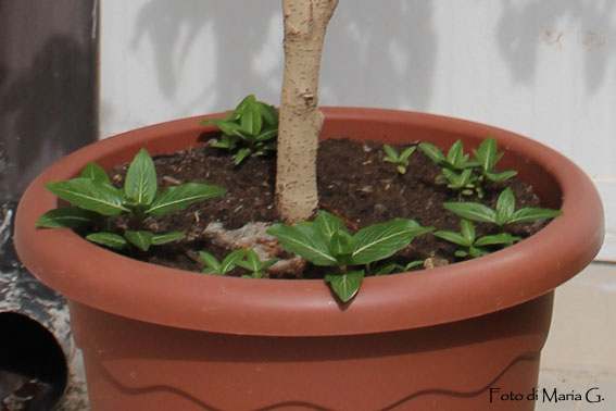 vinca semi