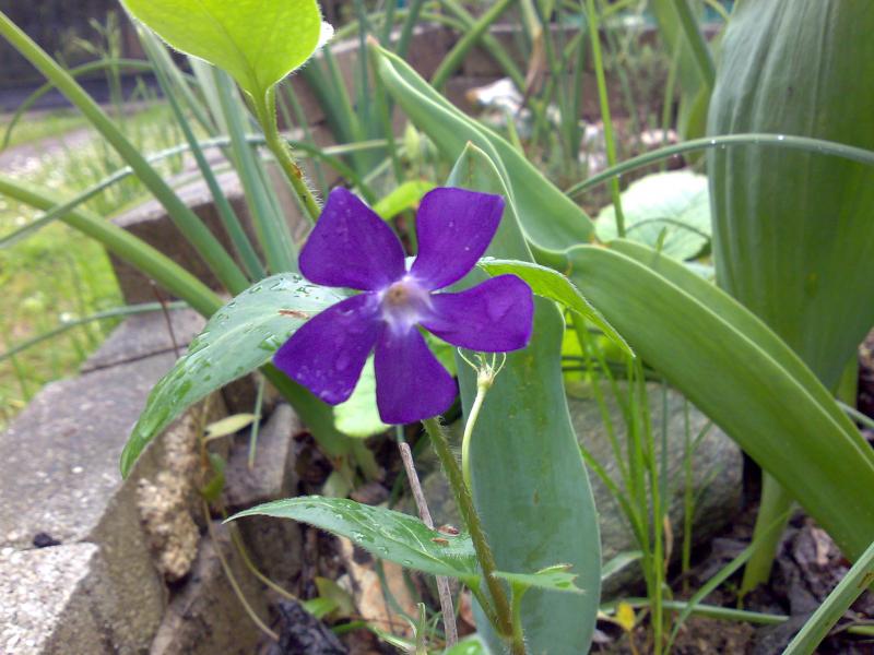 vinca