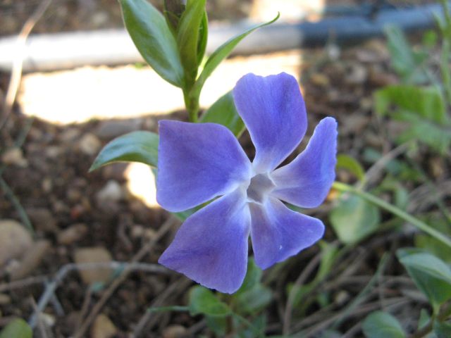 vinca.