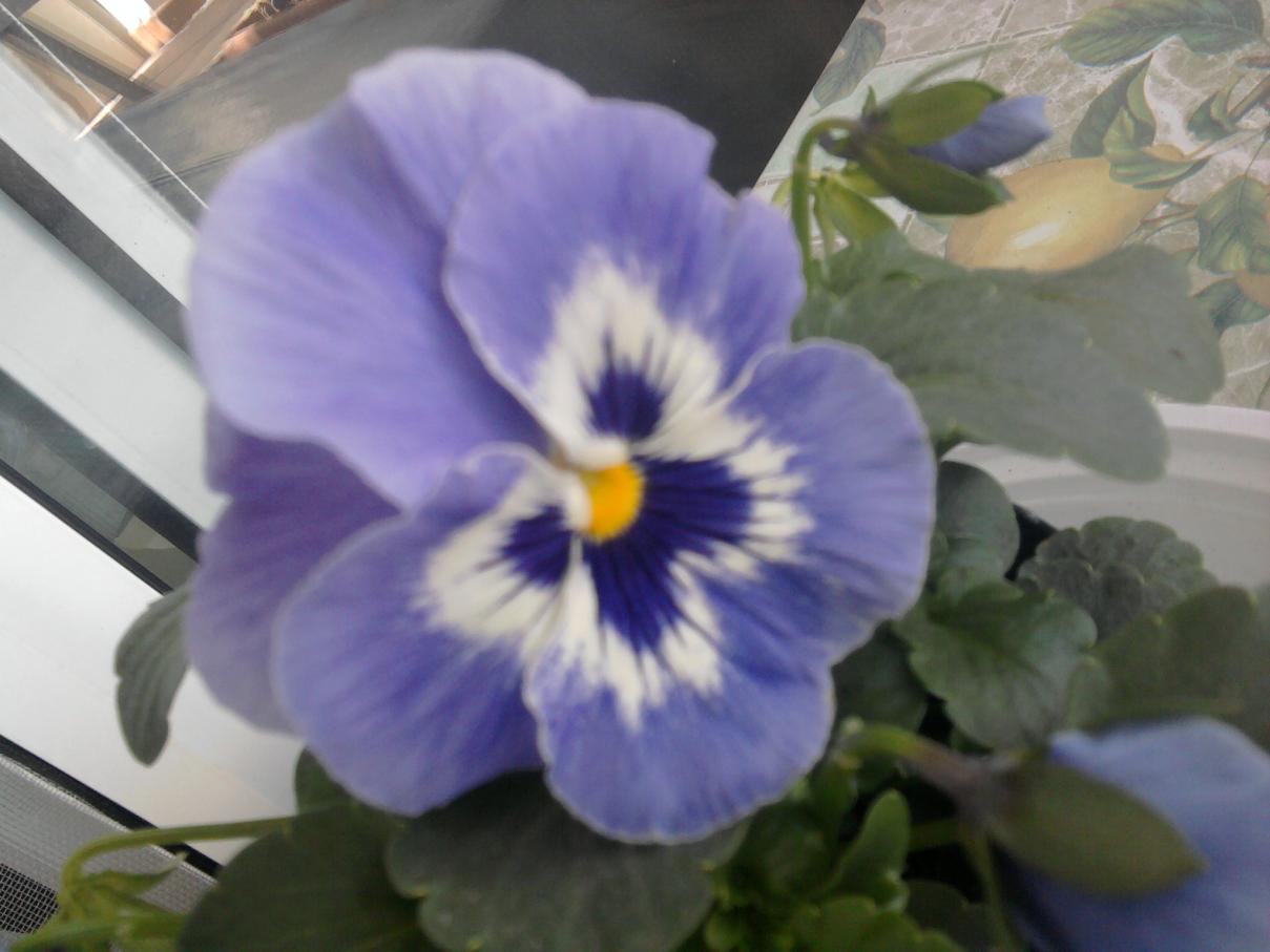 Viola del pensiero