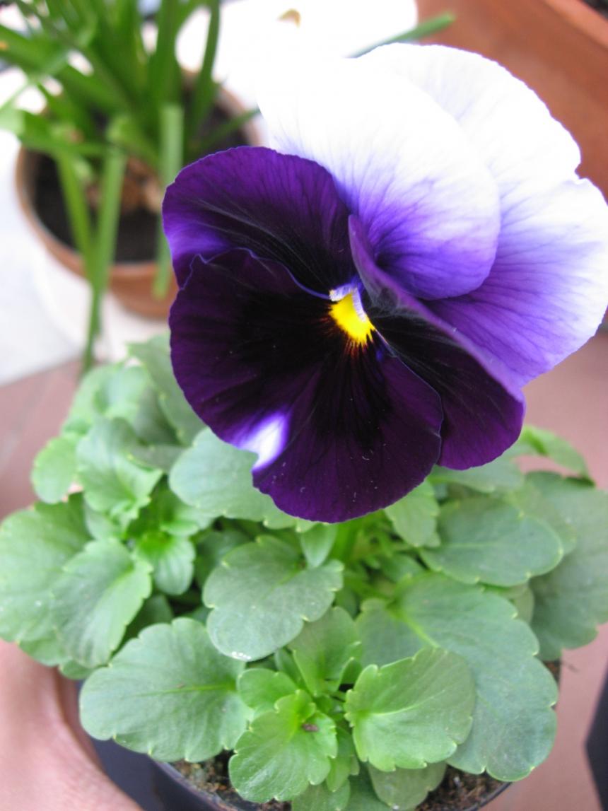 Viola del pensiero