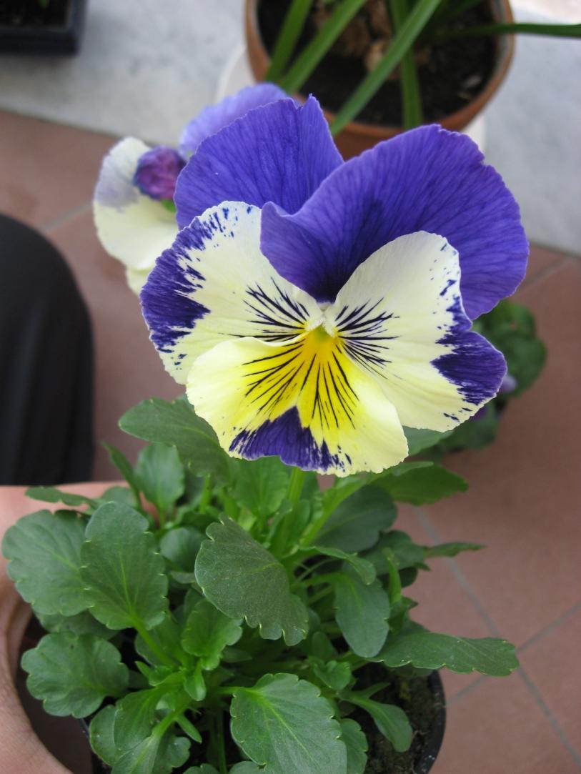 Viola del pensiero