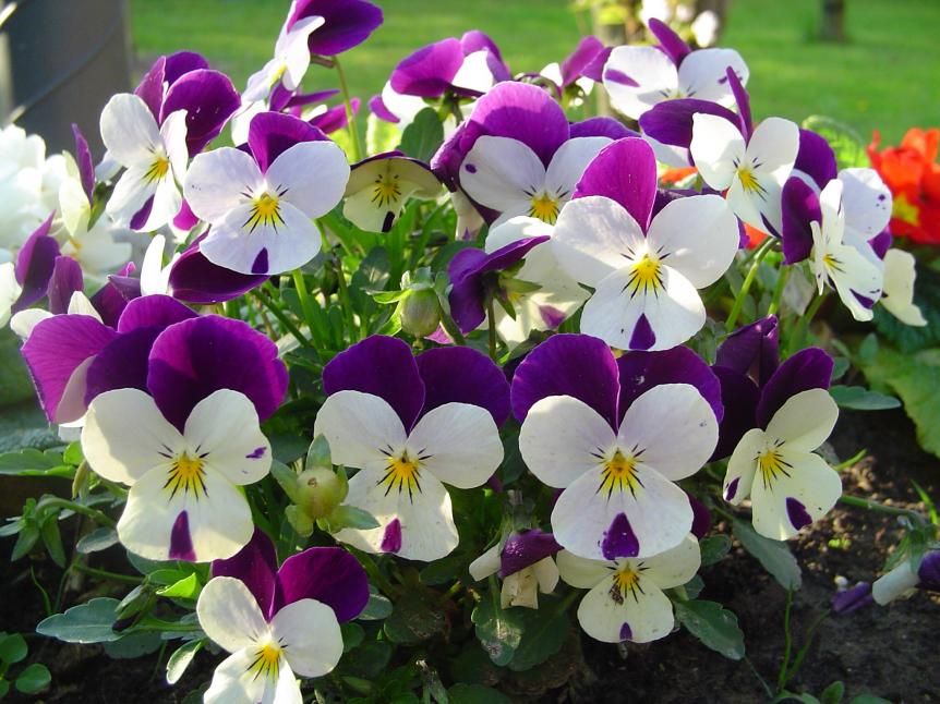 violette