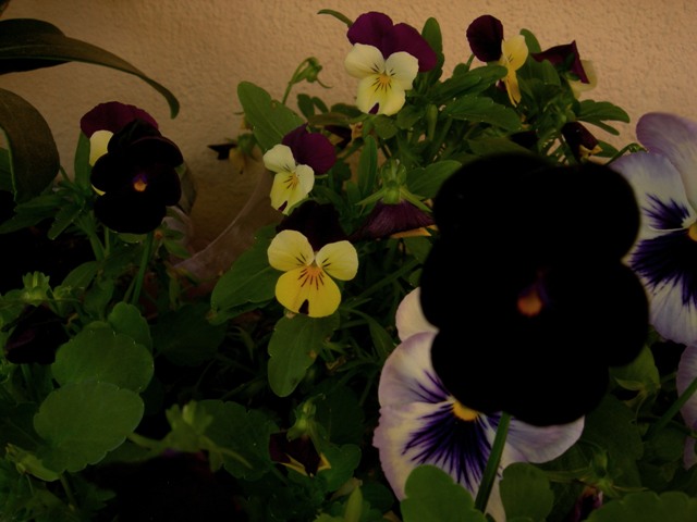 violette!