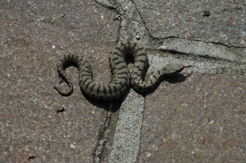 Vipera Aspis