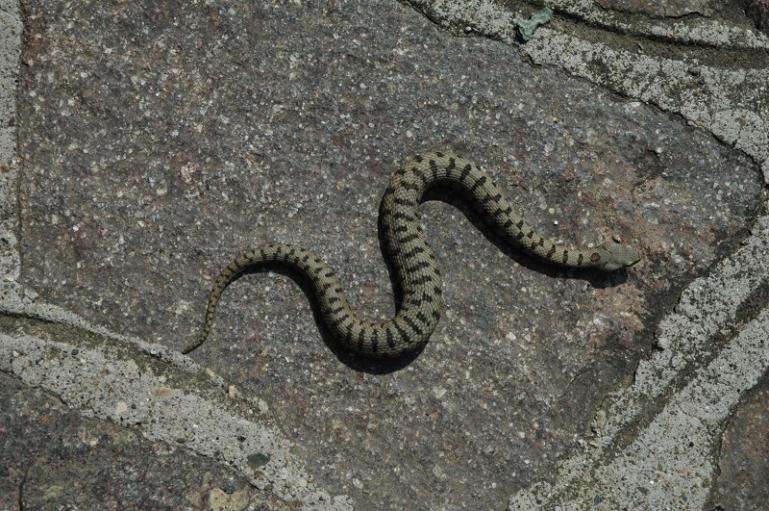 Vipera Aspis
