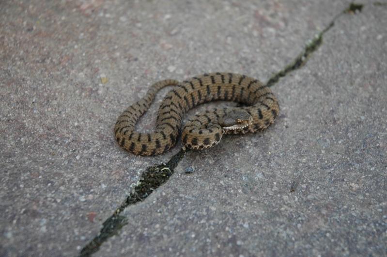 Vipera Aspis