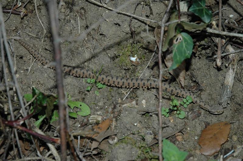 Vipera Aspis
