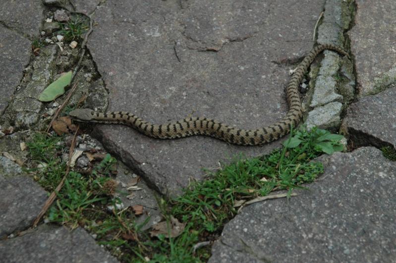 Vipera Aspis