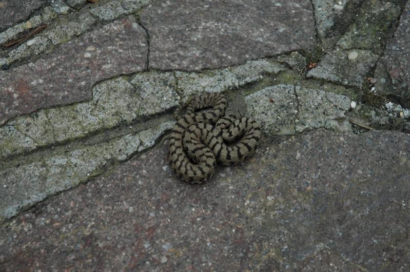Vipera Aspis
