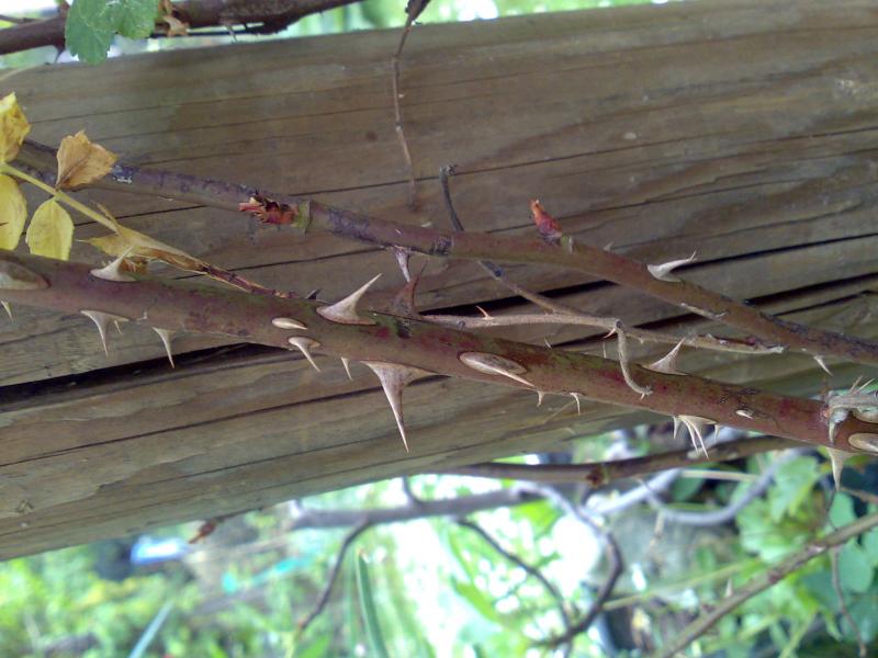 Virgo Rugosa le spine spinose