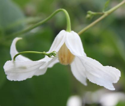 Viridifolia Alba in abbraccio di ipomea H.Blu