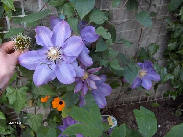 vyvyan pennell clematis