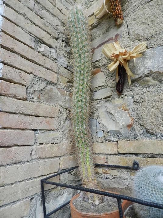 Weberbauerocereus fascicularis