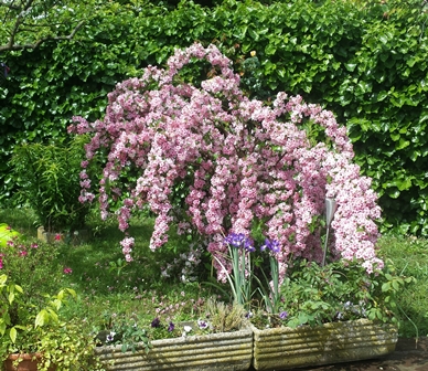 Weigelia florida