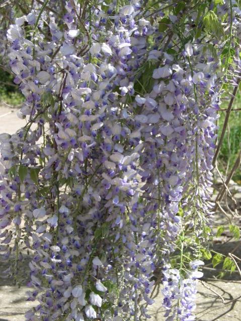 Wisteria sinensis