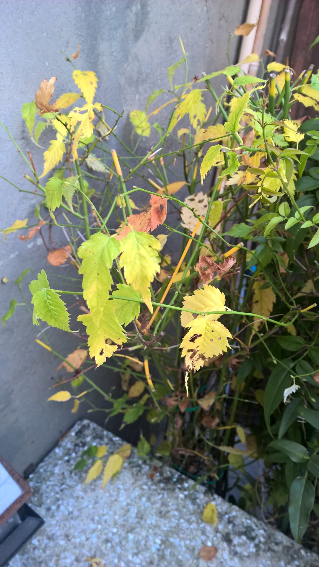 WP_20151208_15_15_37_Pro