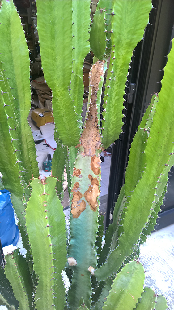 WP_20160528_16_14_46_Pro_LI