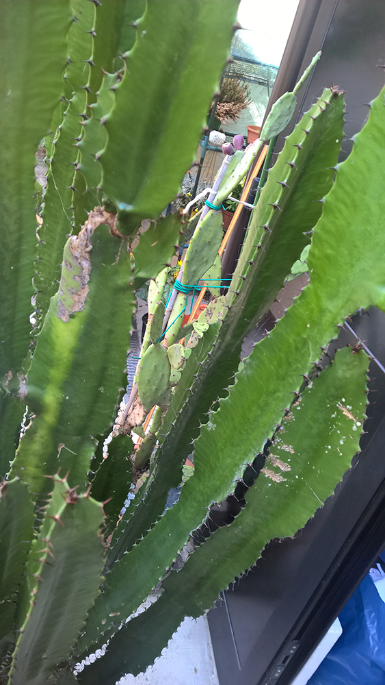 WP_20160528_16_14_52_Pro_LI