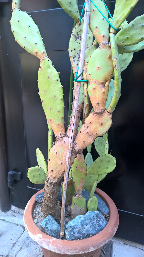 WP_20160528_16_14_59_Pro_LI