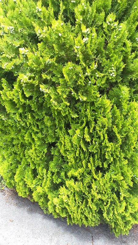 WP_20160620_13_38_26_Pro_LI