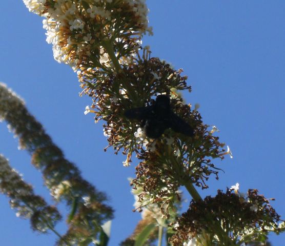 Xylocopa valga