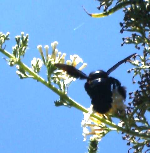 Xylocopa valga