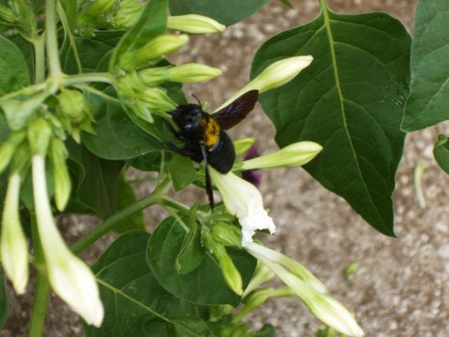 Xylocopa violacea (ape legnaiola)