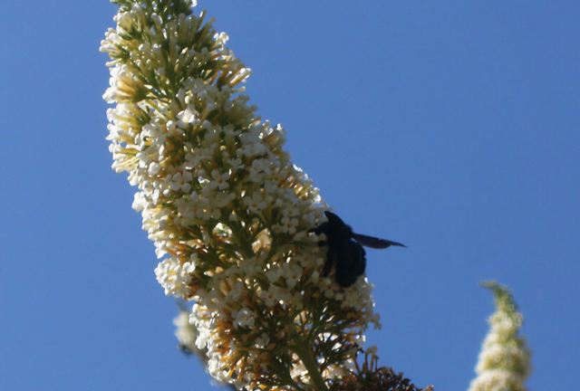 Xylocopa violacea