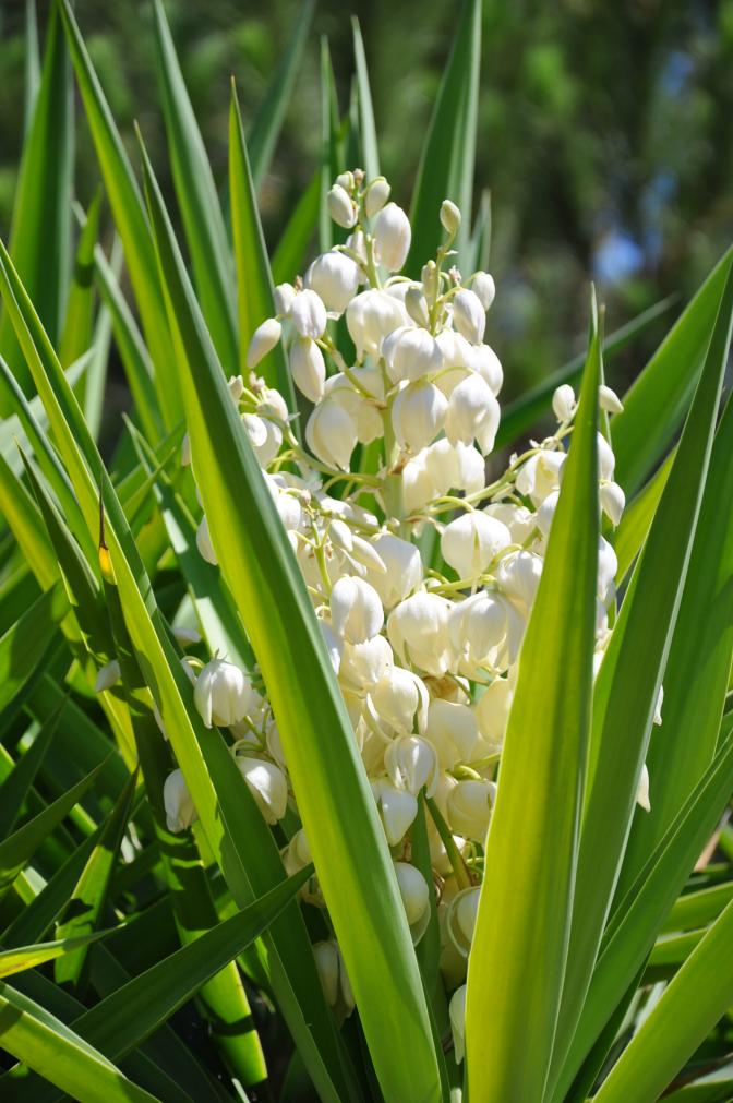 Yucca elephantipes