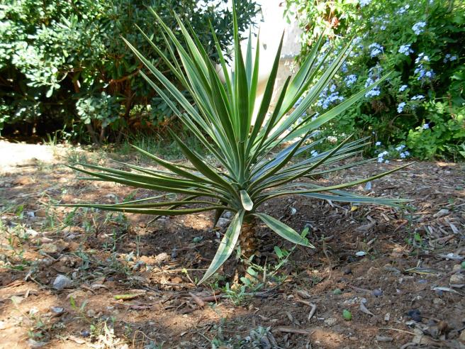 Yucca Gloriosa Variegata