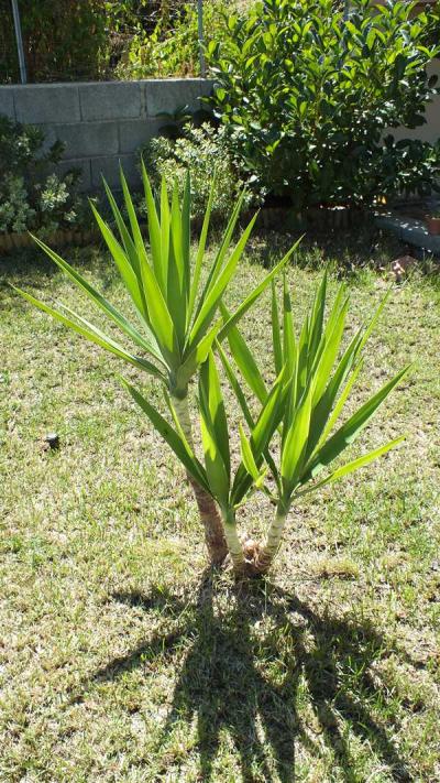 Yucca