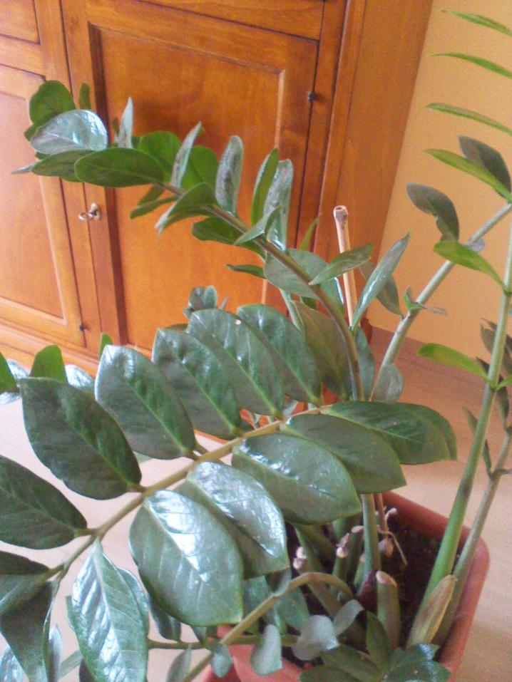 Zamia Culcas