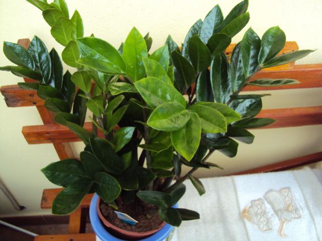 zamia