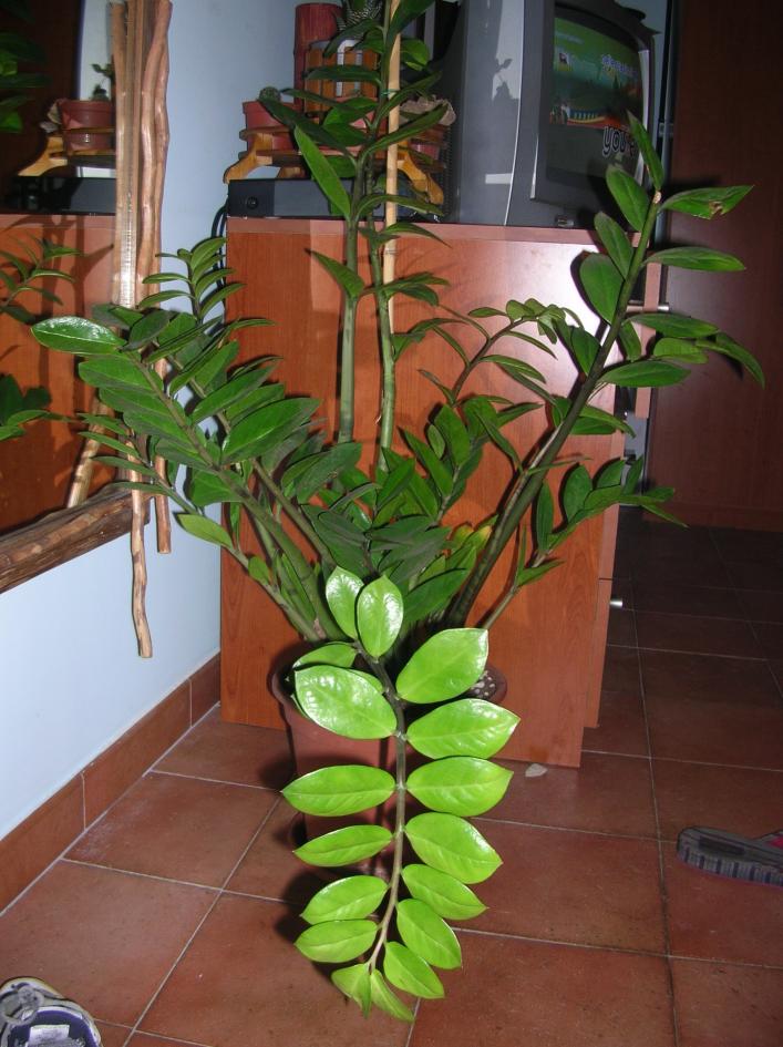 Zamioculcas zamii&