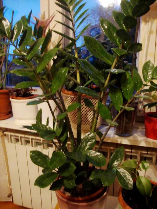 Zamioculcas