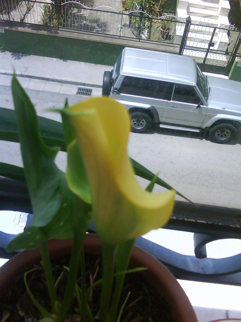 Zantedeschia (calla) gialla