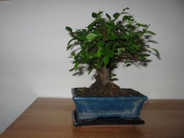 Zelkova