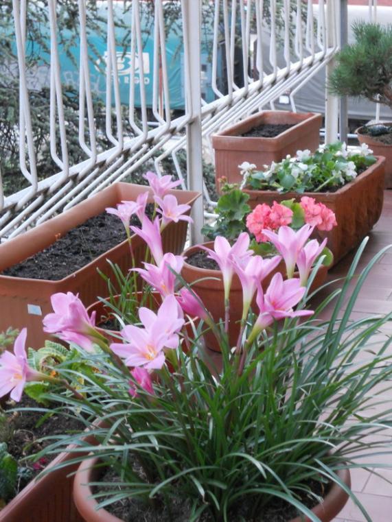 zephyranthes 1