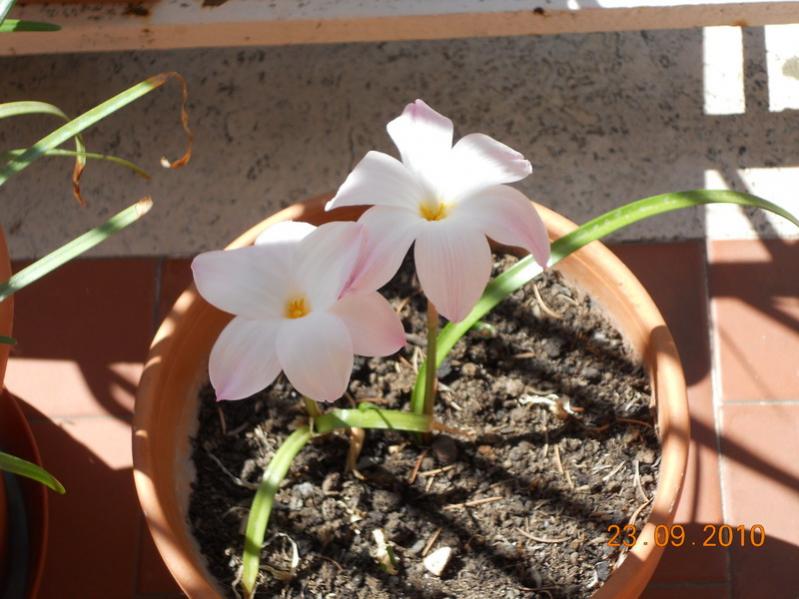 zephyranthes 4